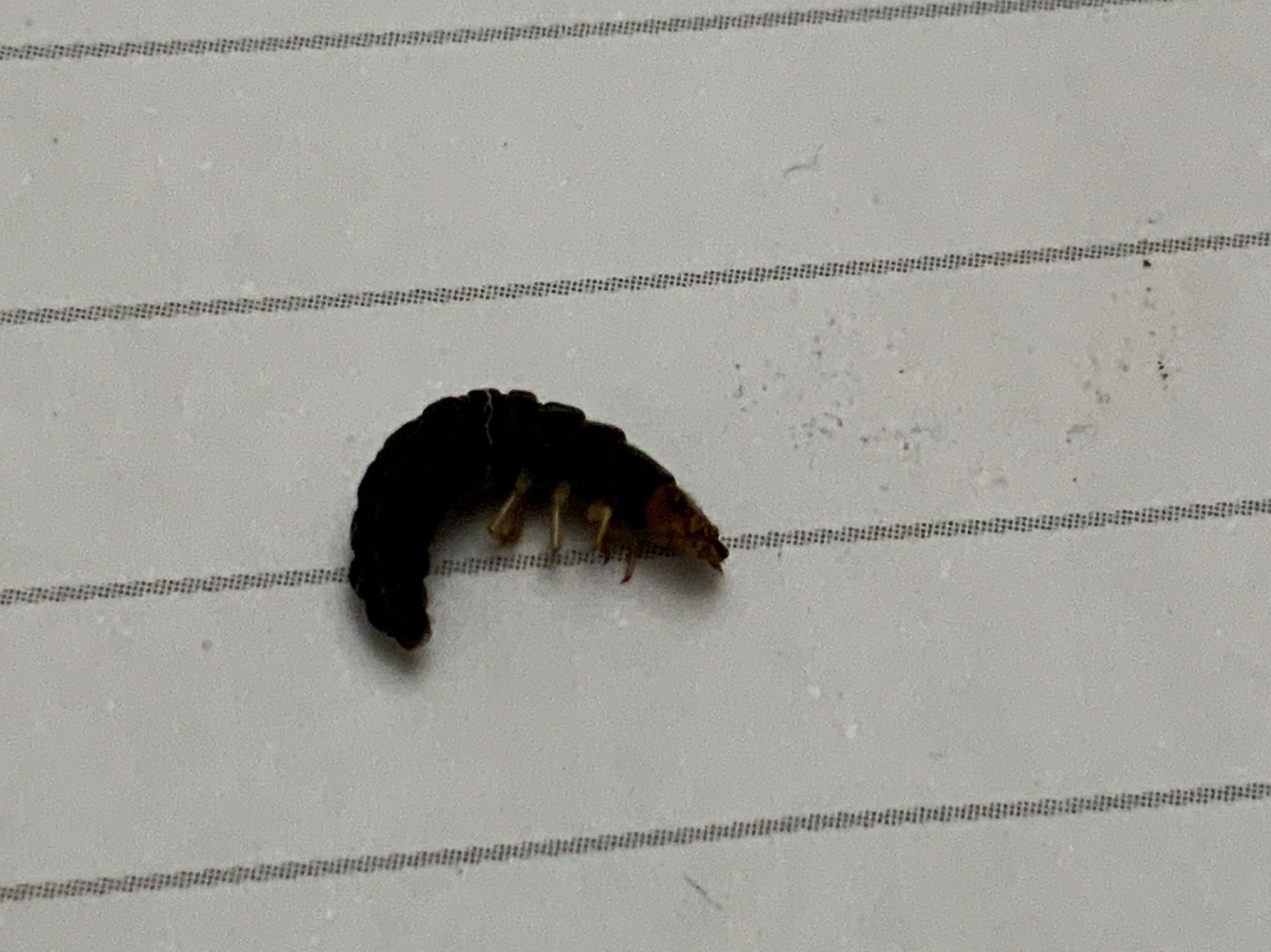 Larva of a beetle