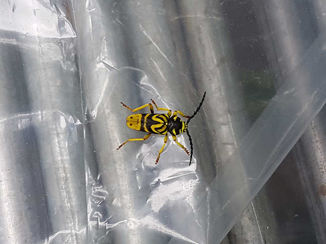 Sugar maple borer