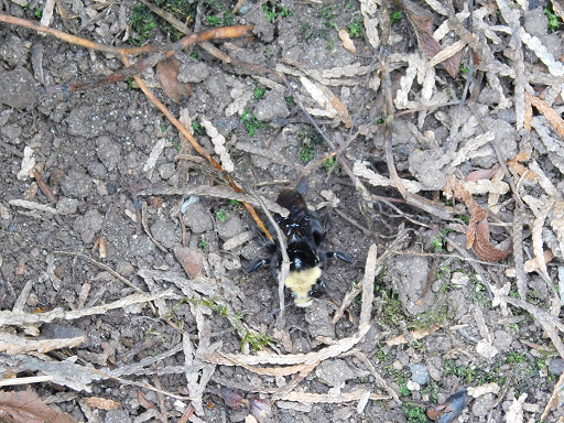 Yellow-faced bumble bee