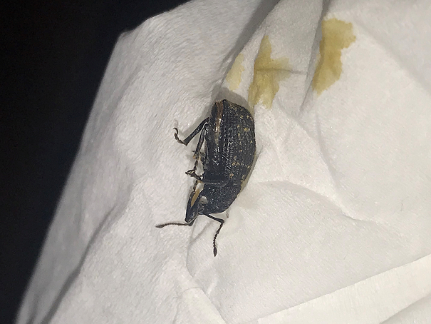 Broad-nosed/short-snouted weevil