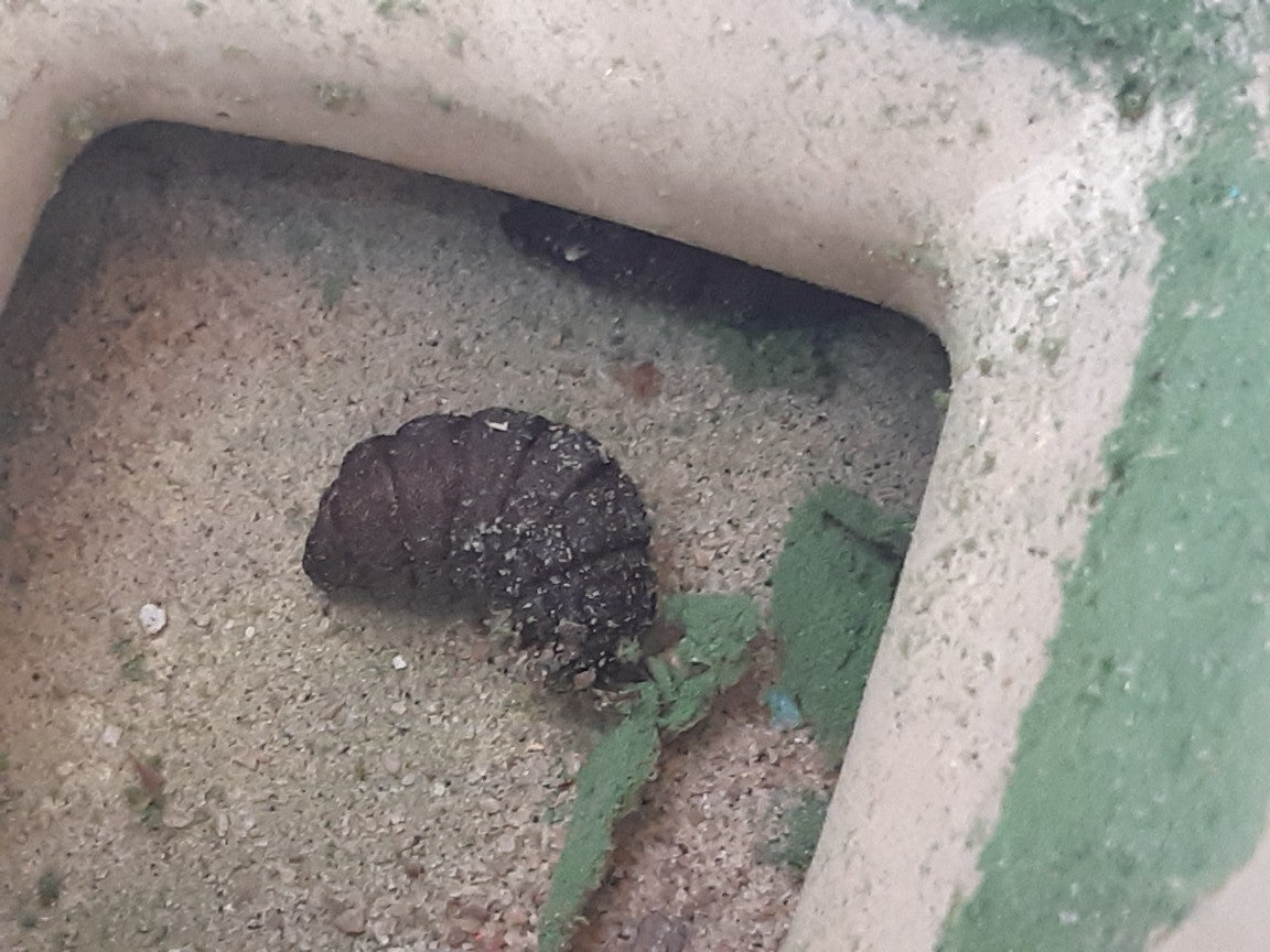 Mature larva/prepupa of a rodent bot fly
