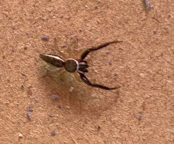 Jumping spider