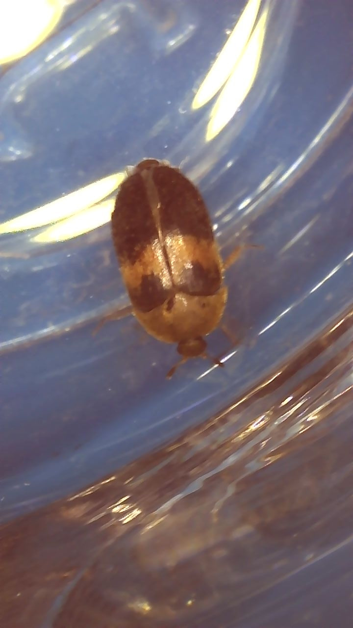 Carpet beetle (Coleoptera: Dermestidae)