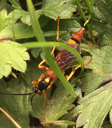 Ichneumon wasp