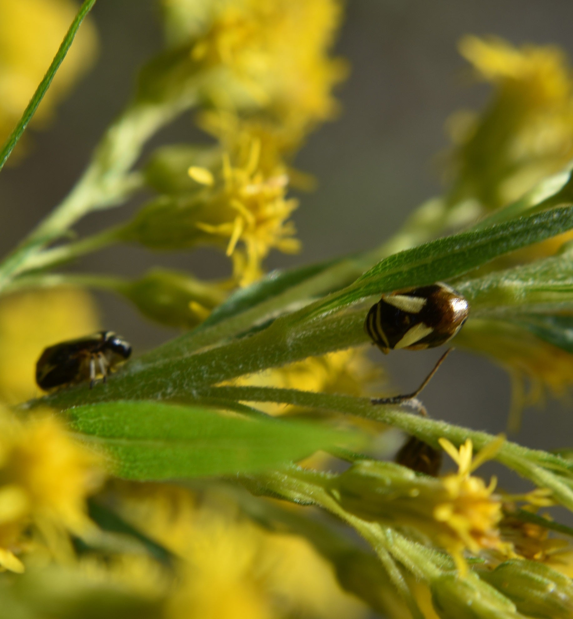 Dogwood spittlebugs
