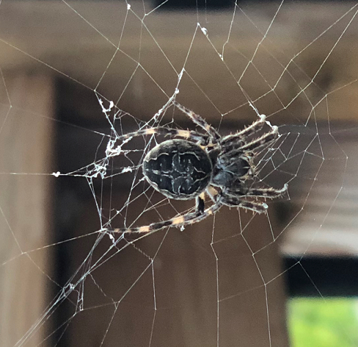 Bridge orb weaver