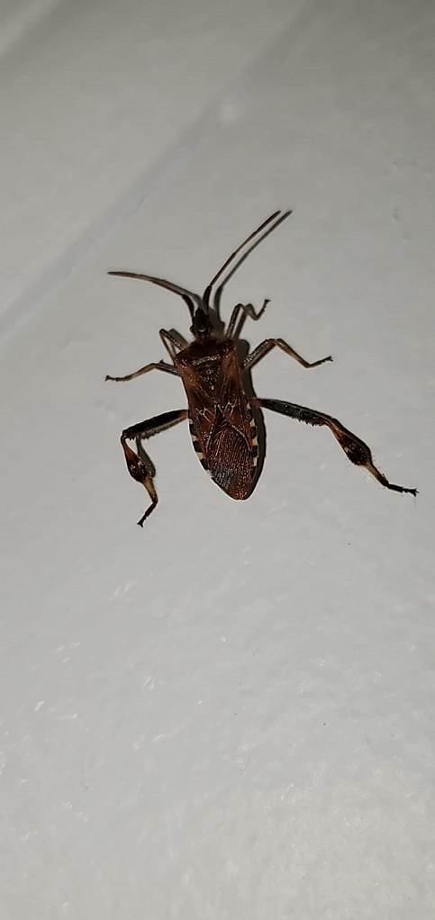 Western conifer seed bug
