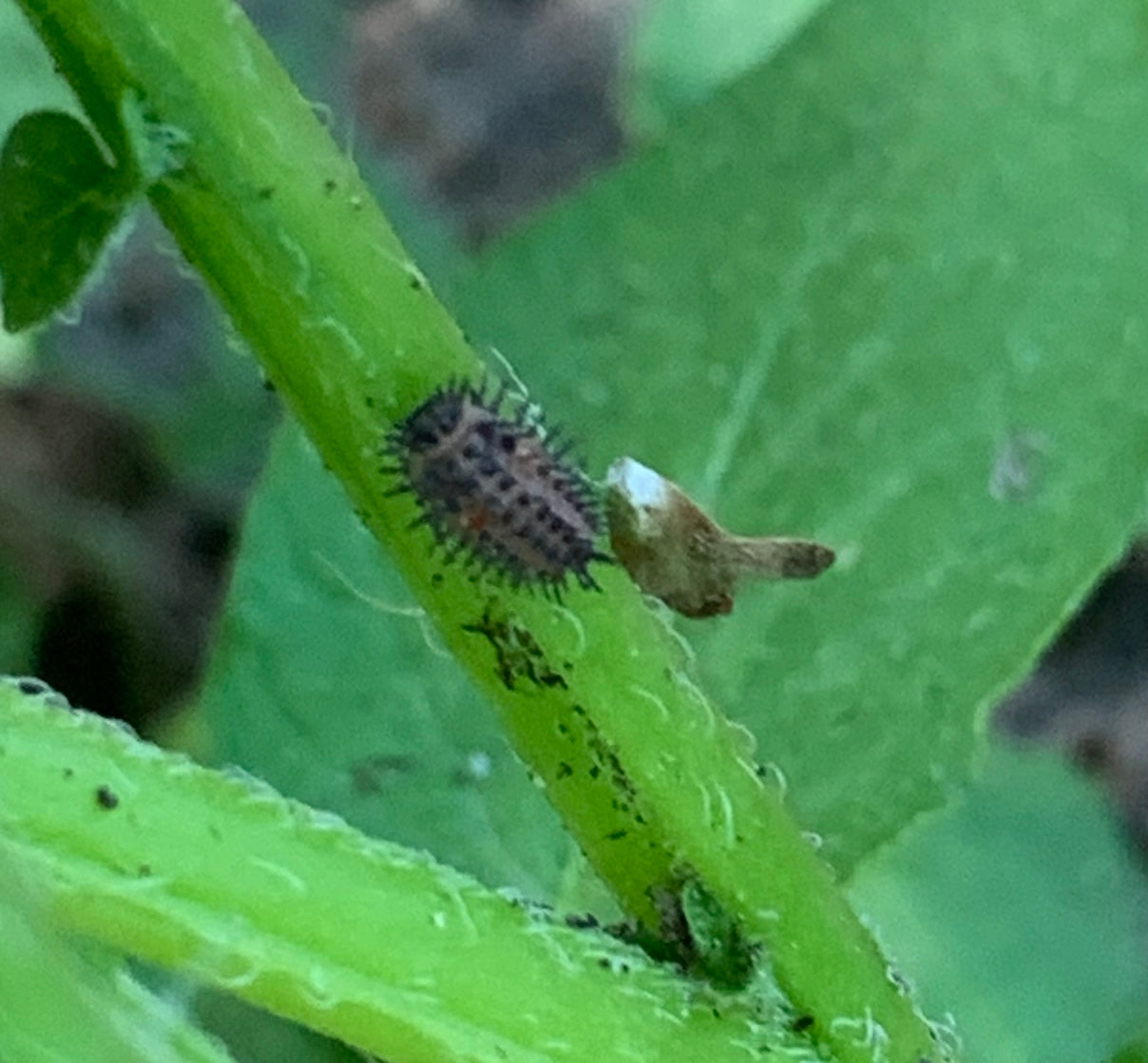 Larva of a tortoise beetle