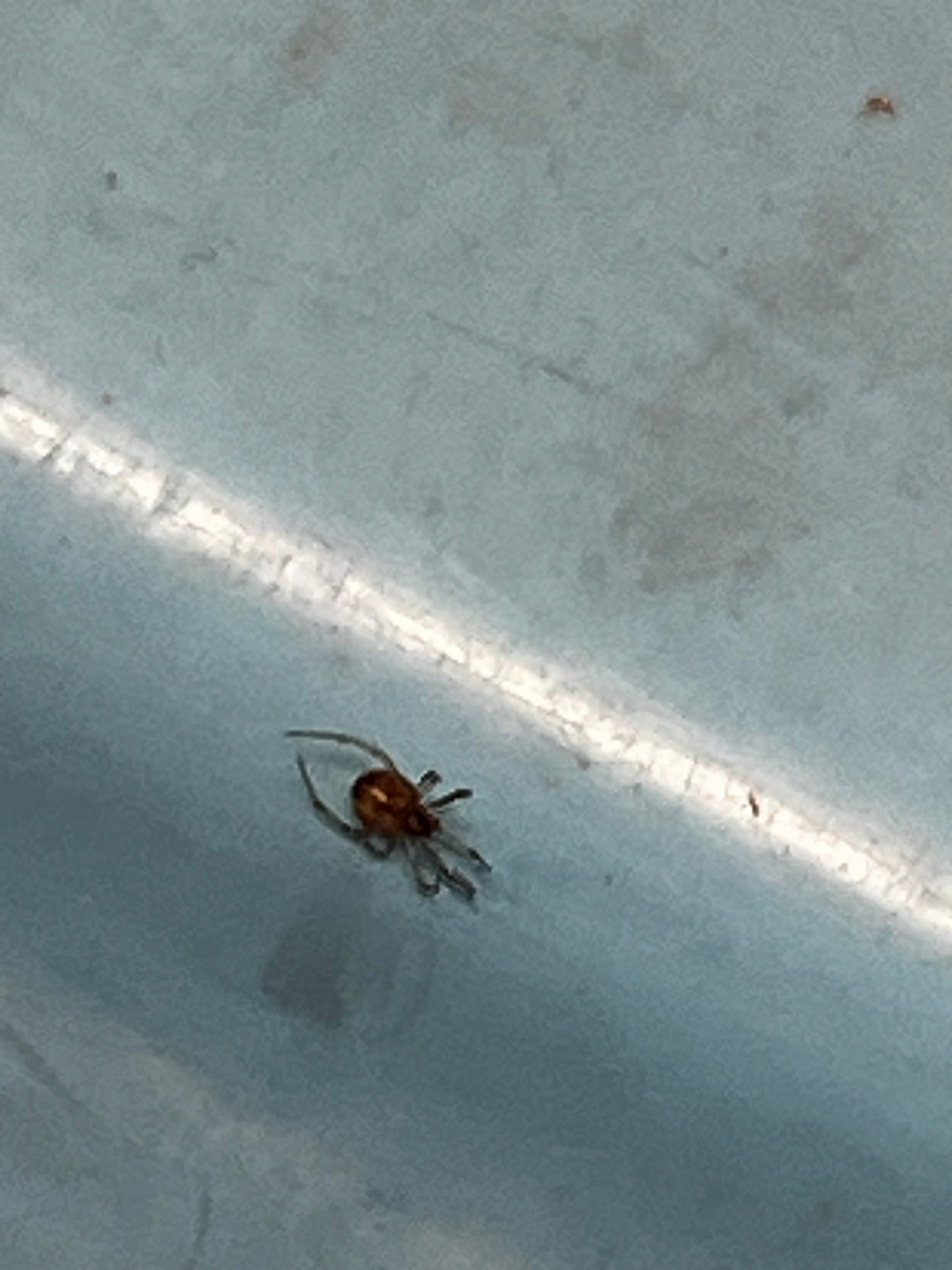 Comb-footed/cobweb spider