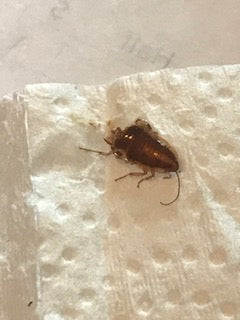 Nymph of a cockroach (Blattodea: Ectobiidae)
