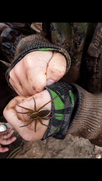 Dolomedes triton