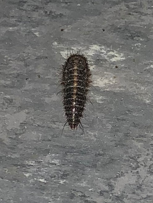 Larva of a beetle