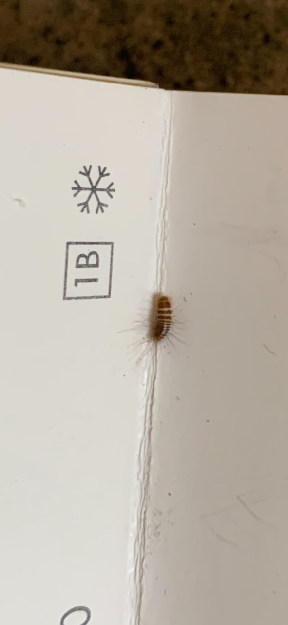 Larva of a carpet beetle