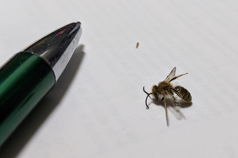 Ground-nesting bees