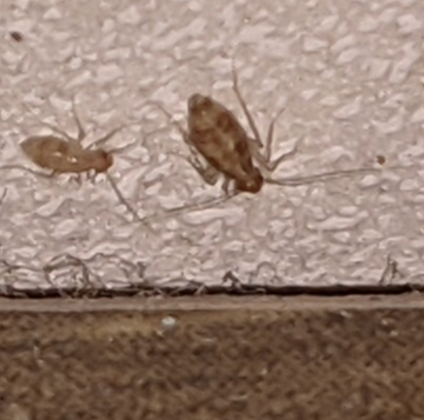 Booklice (psocopterans)