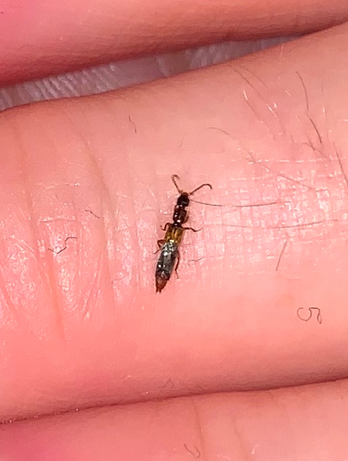 Rove beetle