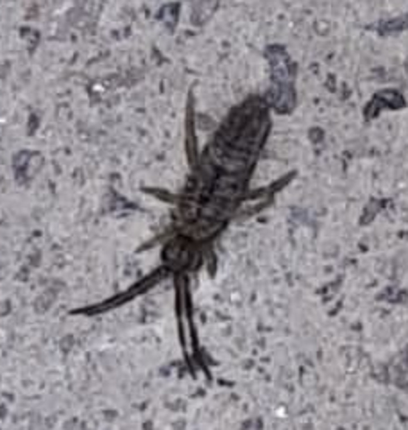 Springtail,