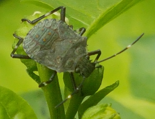 Nymph of a brown marmorated stink bug