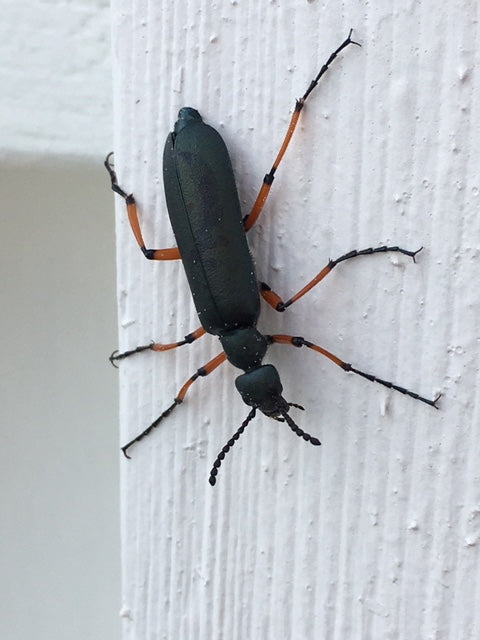 blister beetle