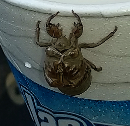 ‘Skin’ (exuvium) of a nymph of a cicada