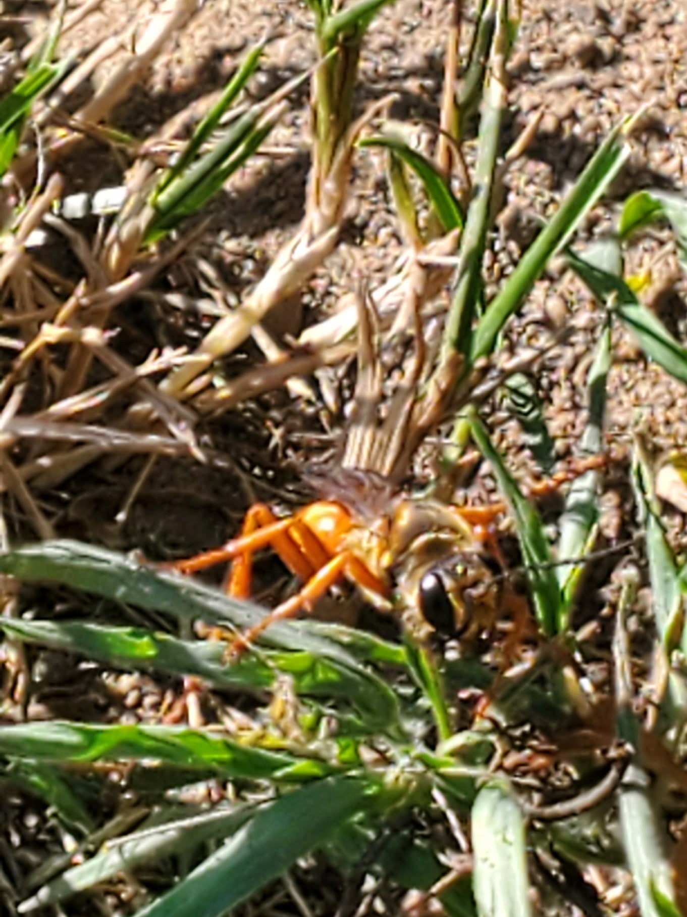 Great golden digger wasp