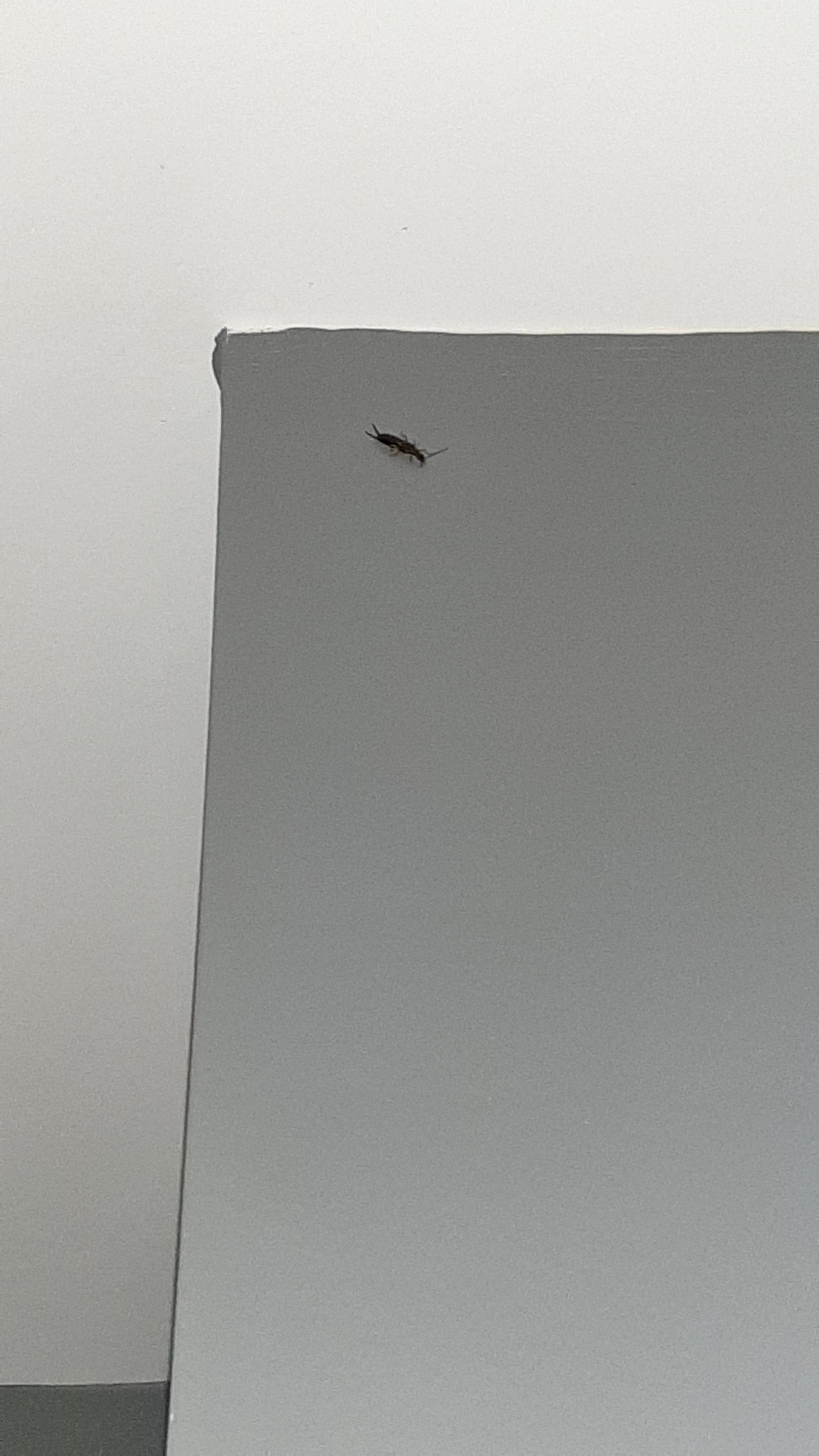 Earwig