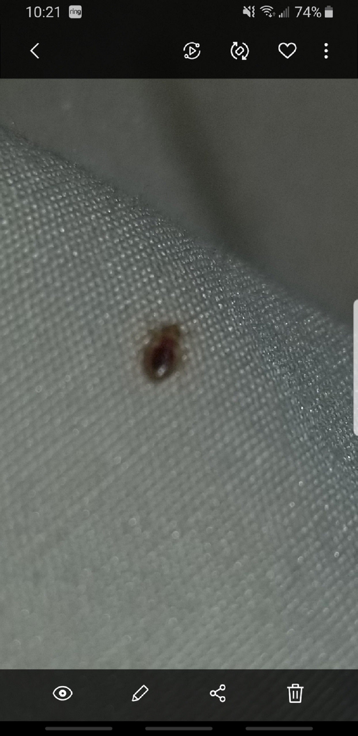 Nymph of a bed bug