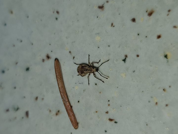 Broad-nosed/short-snouted weevil