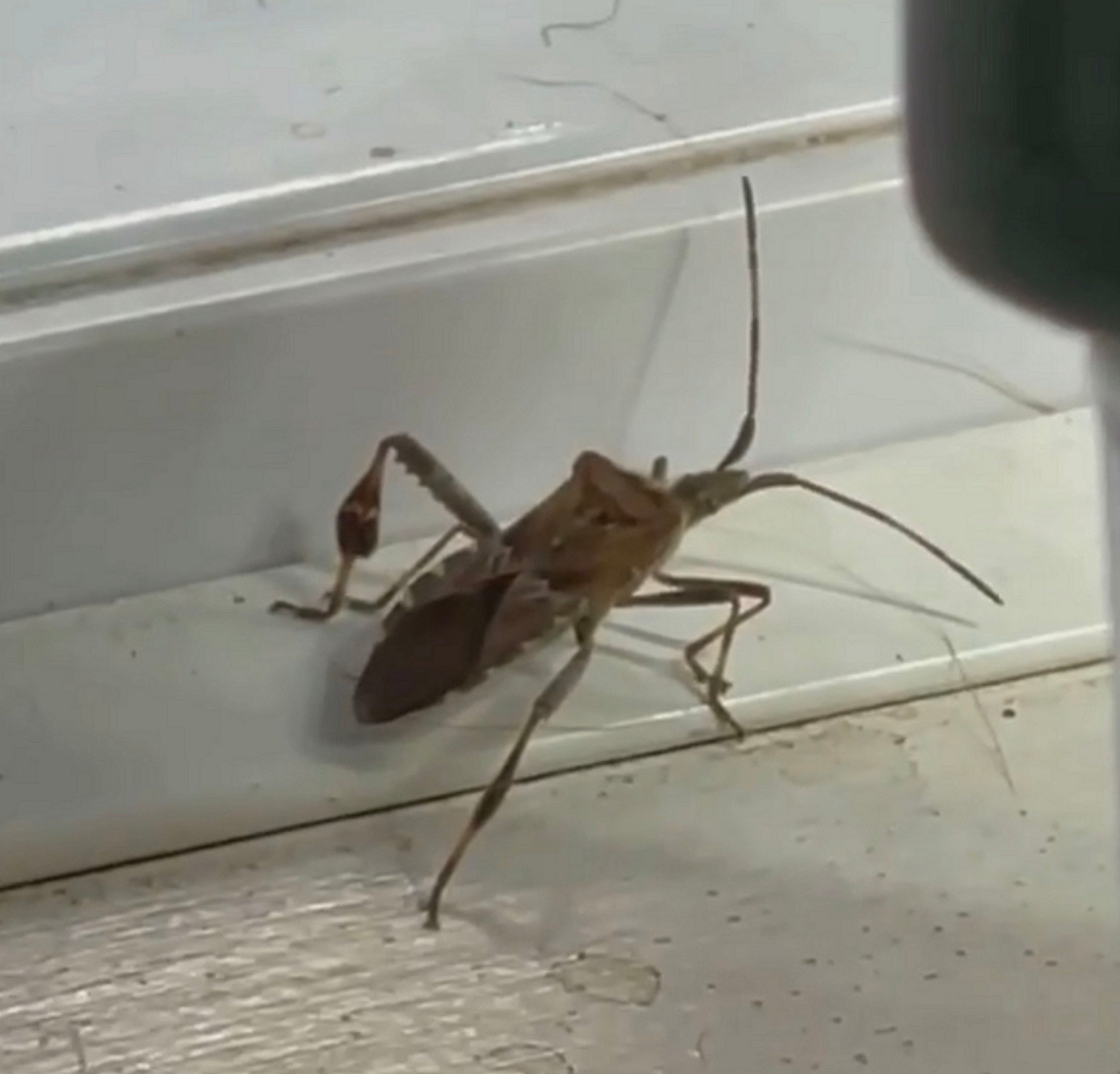 Western conifer seed bug