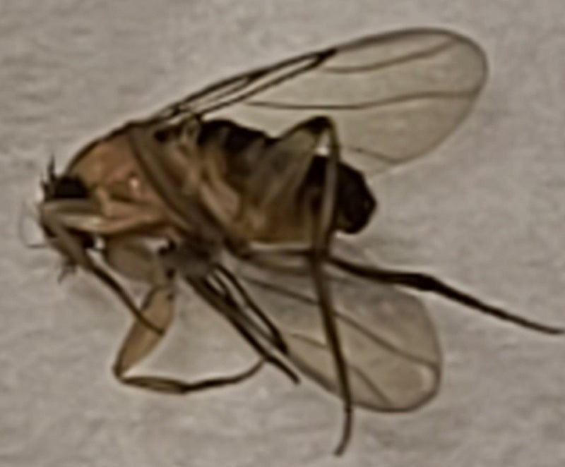Scuttle fly