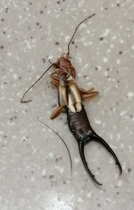 Earwig
