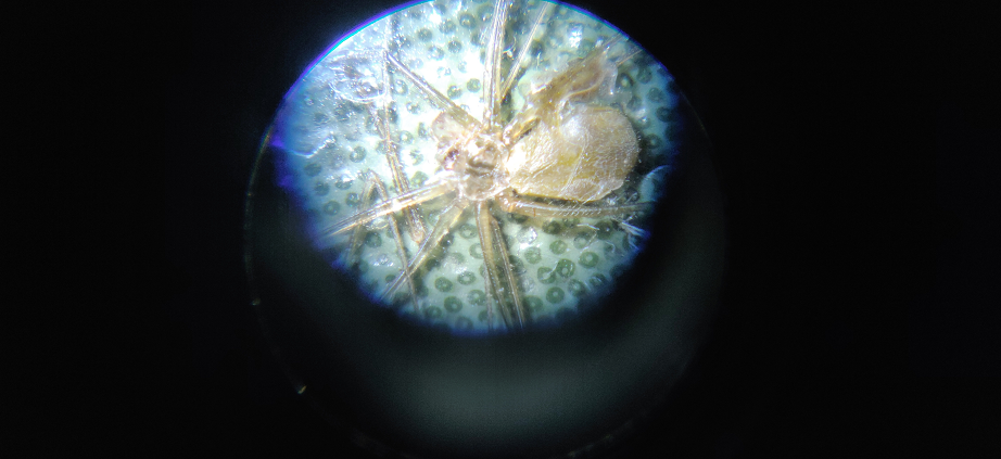 Cellar spider