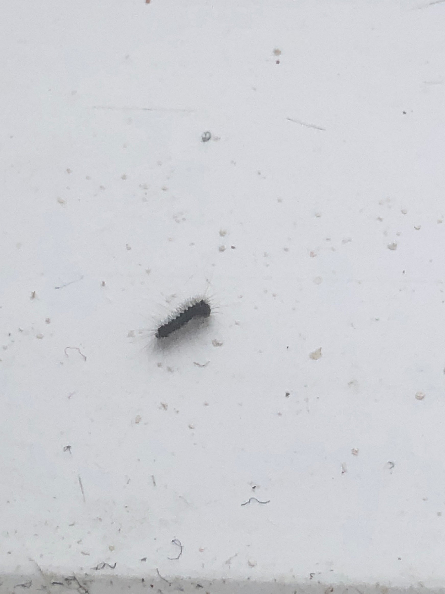 Caterpillar of a moth