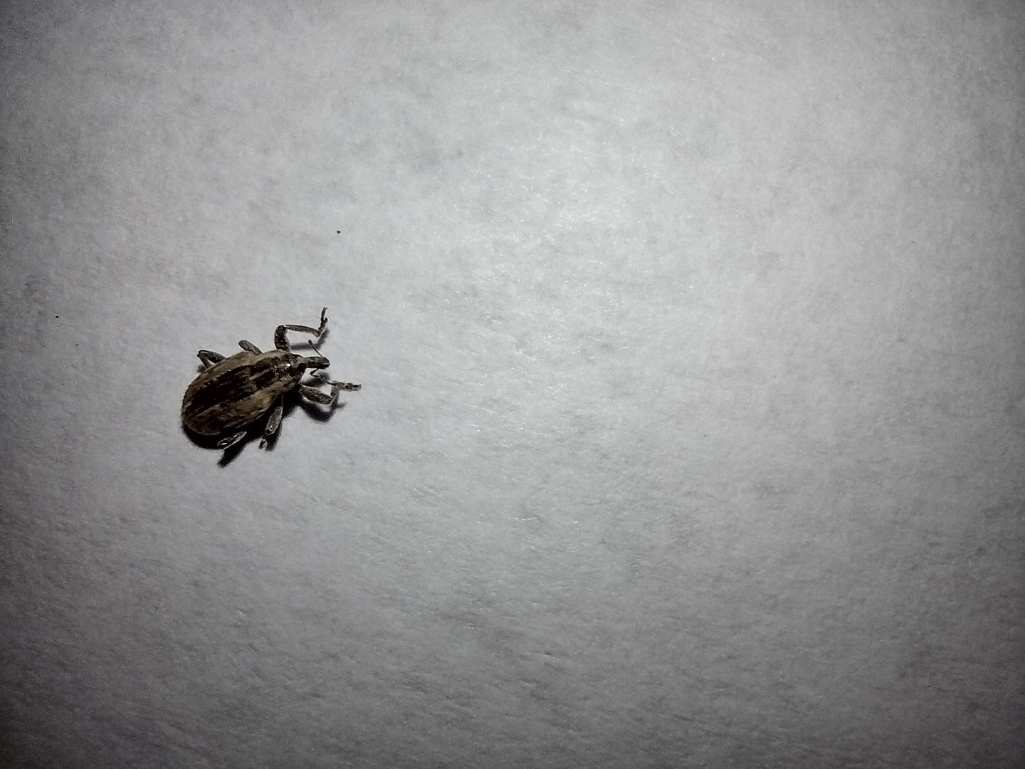Weevil