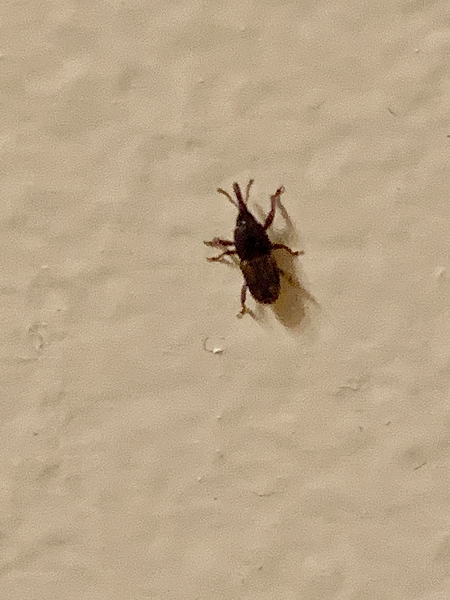Granary weevils