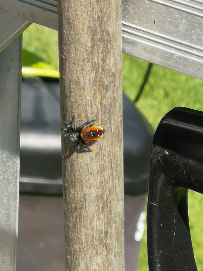Jumping spider