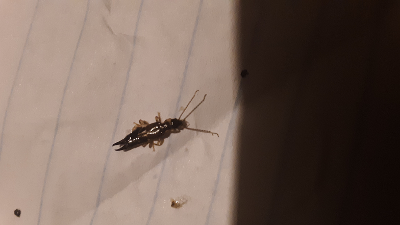 Earwig
