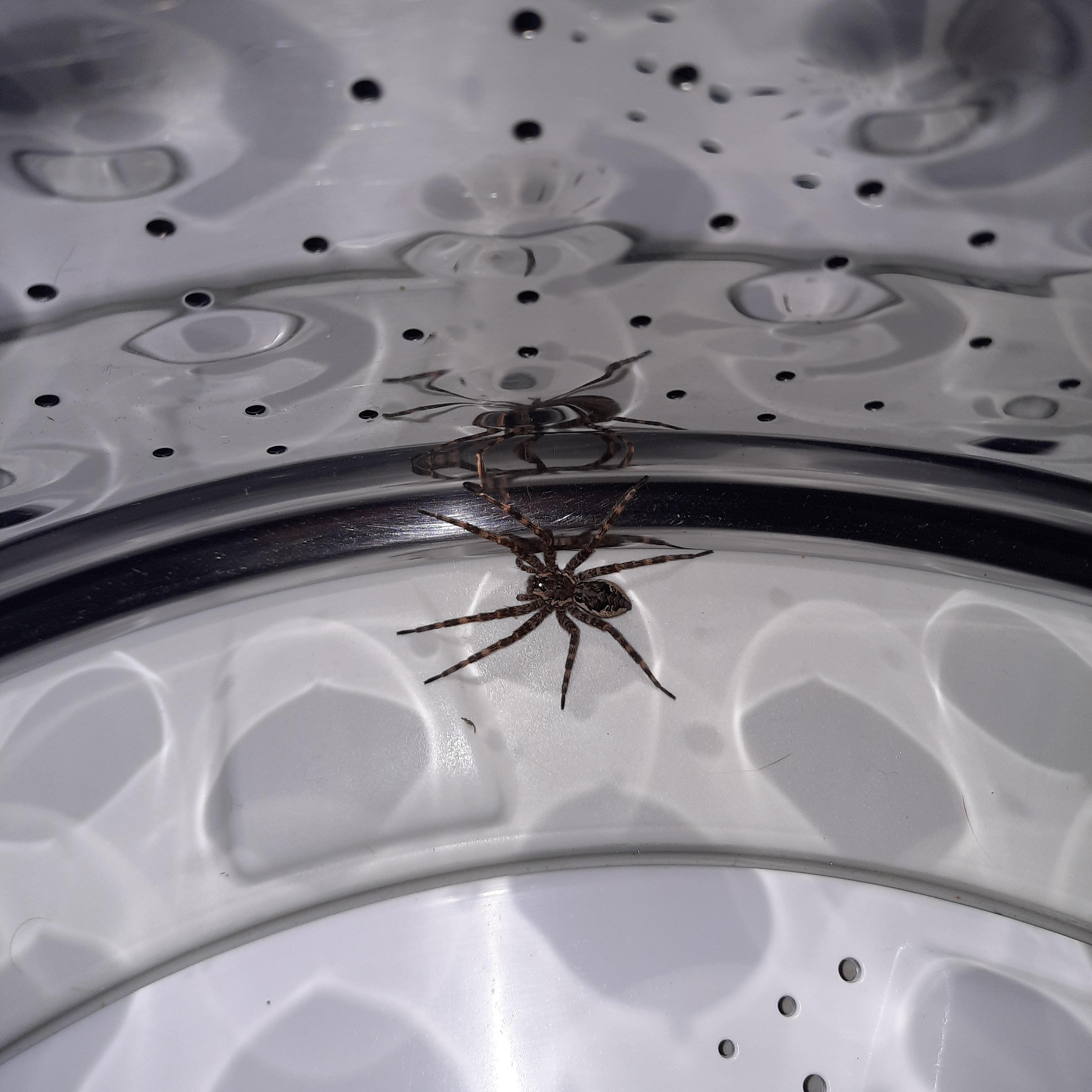 Fishing spider