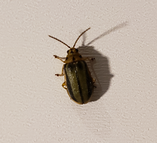 Elm leaf beetle
