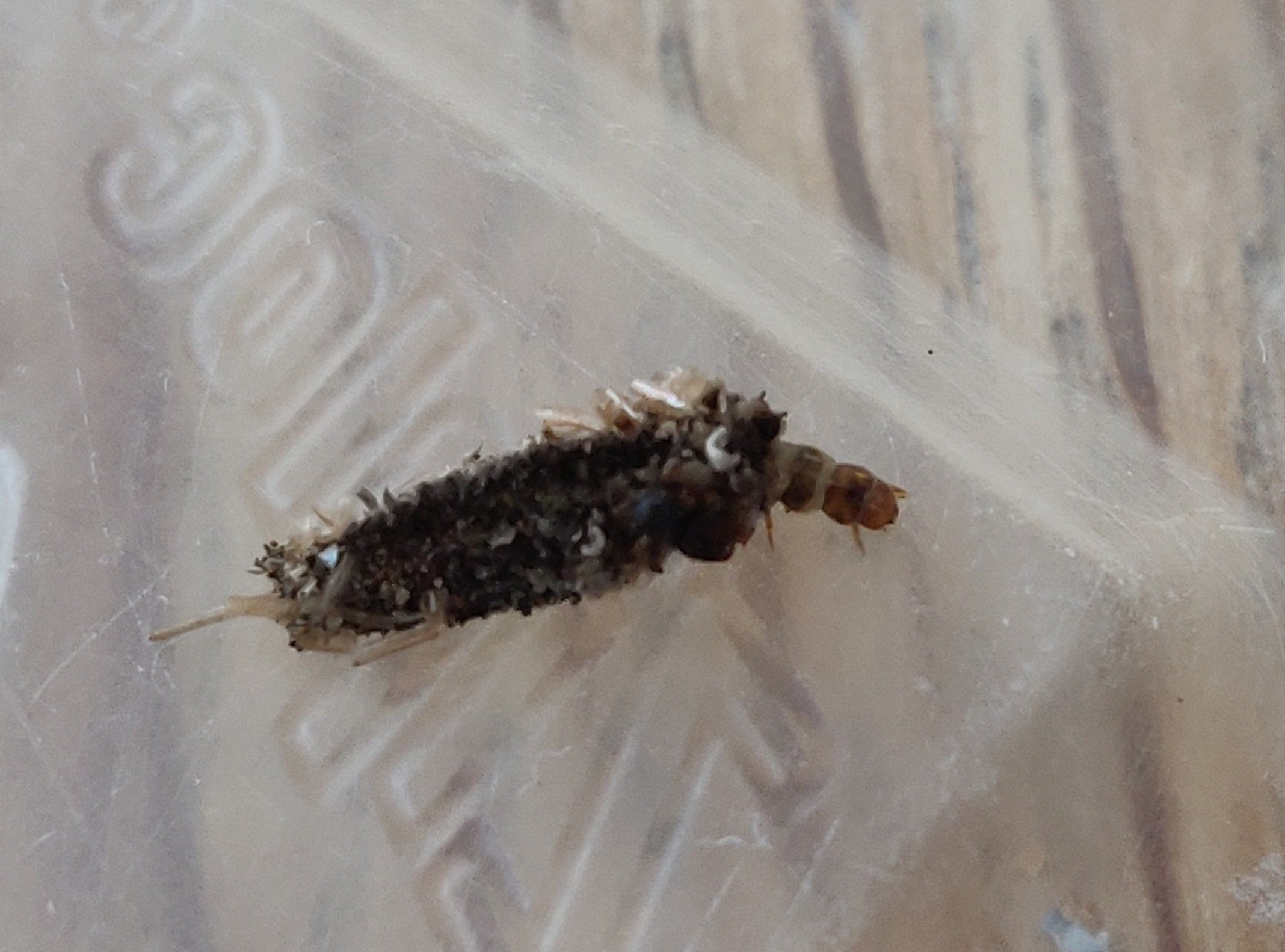case-bearing caterpillar