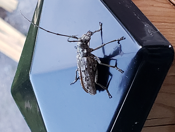 Long-horned wood-boring beetle