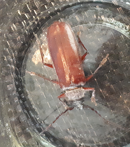 Long-horned wood-boring beetle