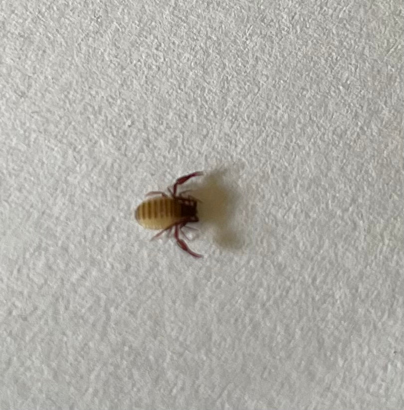 Pseudoscorpion