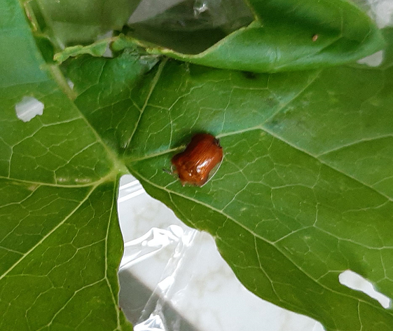 Tortoise beetle