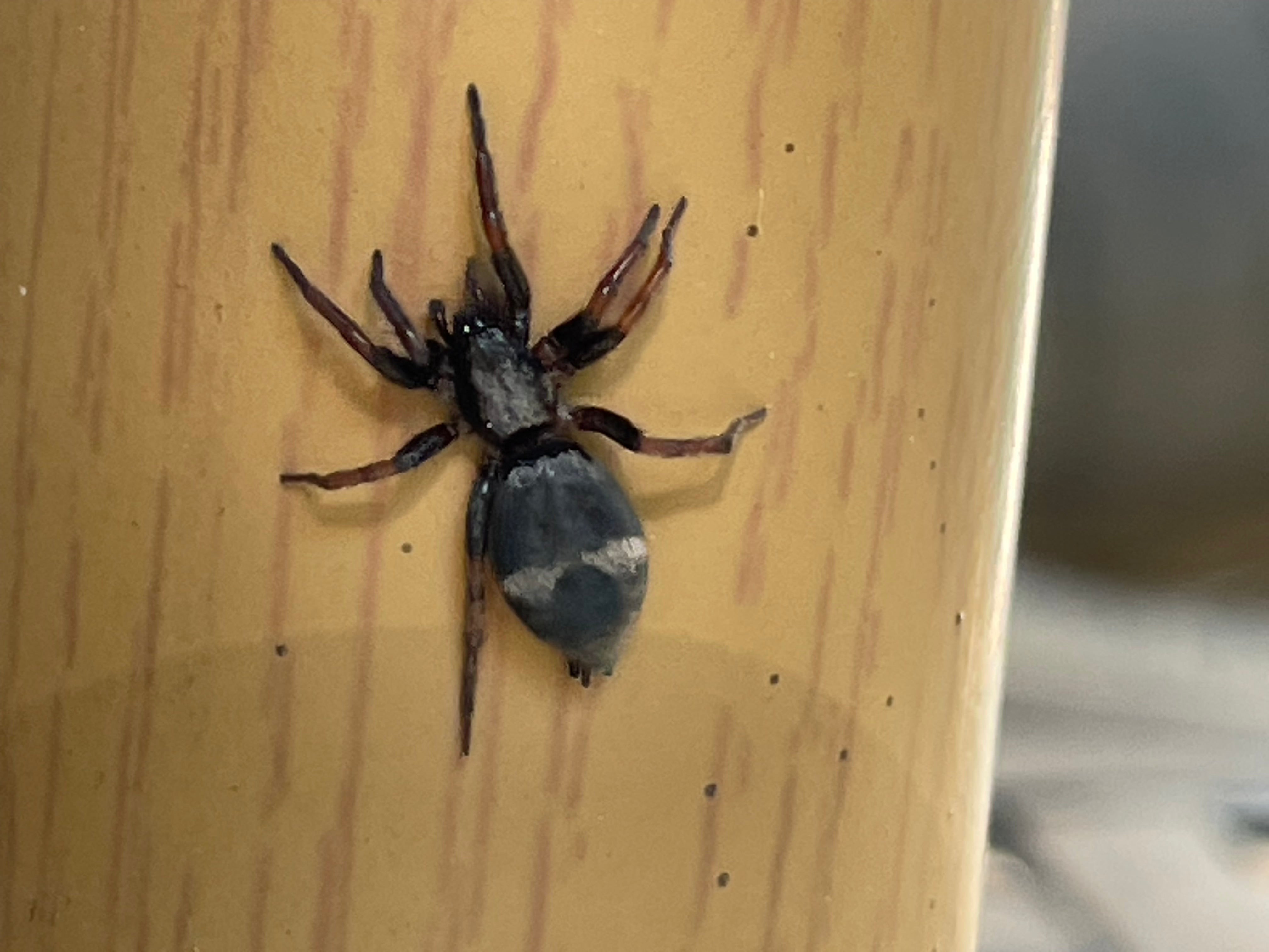 Button Ground Spider Ground spider – PestcontrolCanada