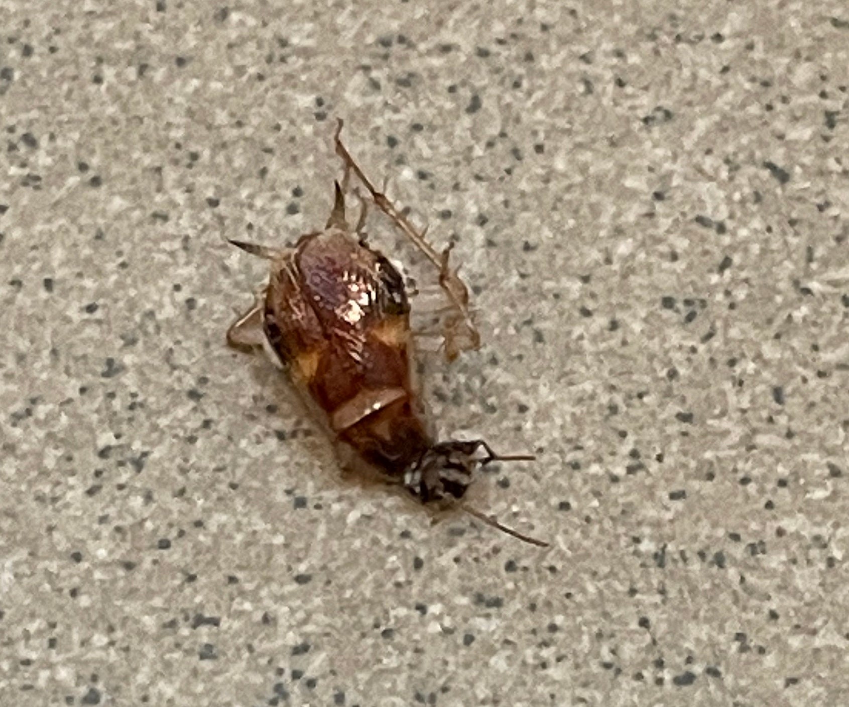 Brown-banded cockroach