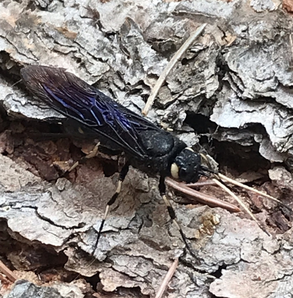 Wood wasp