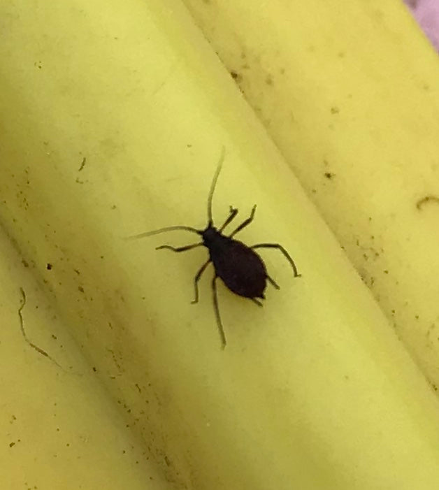 Aphid (Hemiptera/ Sternorrhyncha: Aphididae).