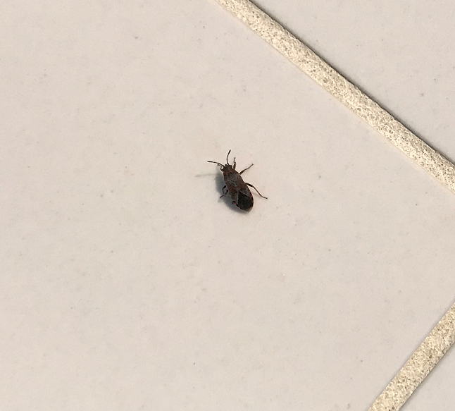Elm seed bug