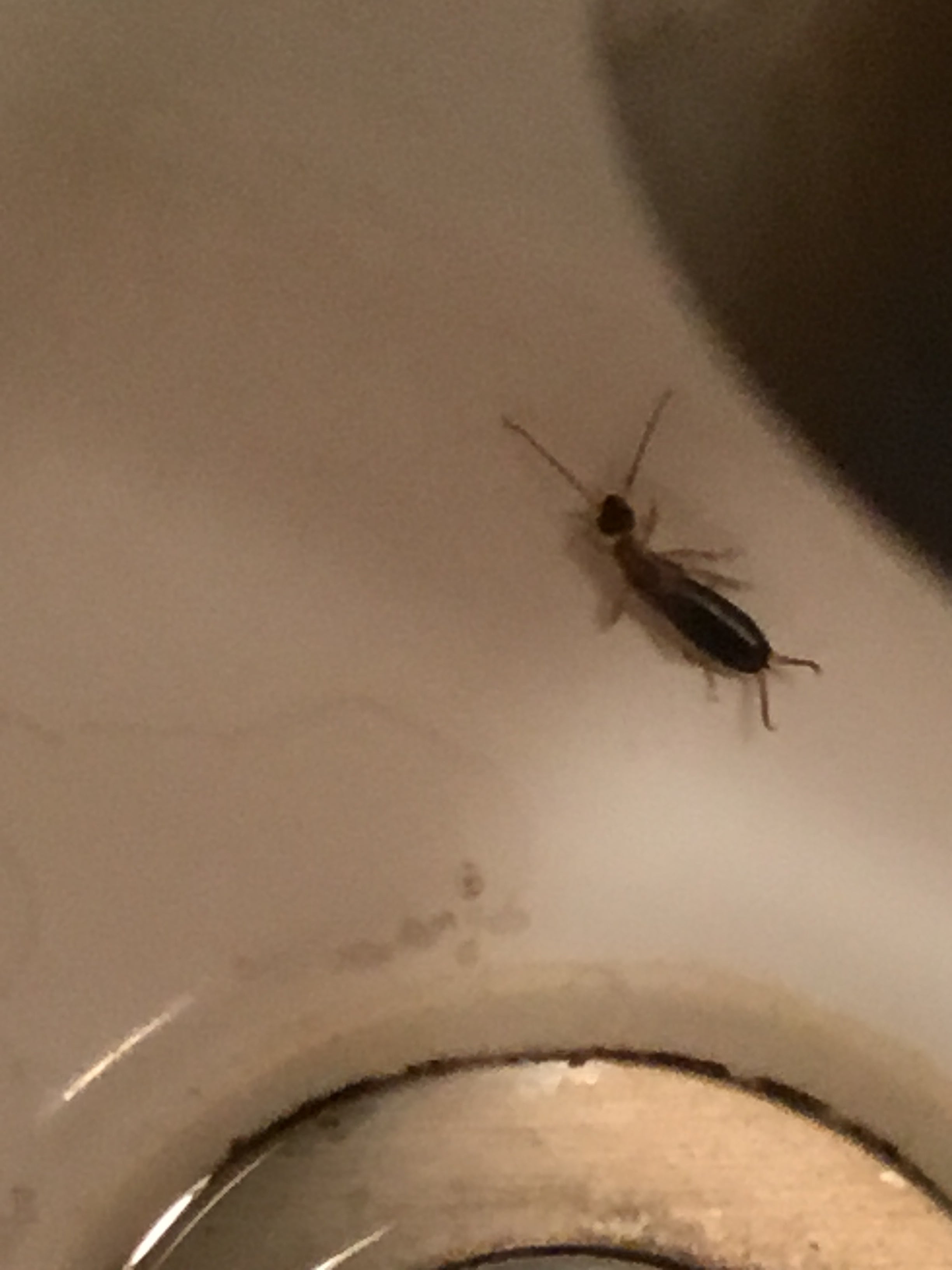 Earwig